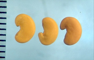 Medicago scutellata