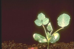 Medicago scutellata