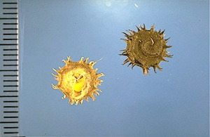 Medicago rigidula