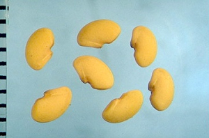 Medicago rigidula