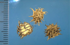 Medicago truncatula