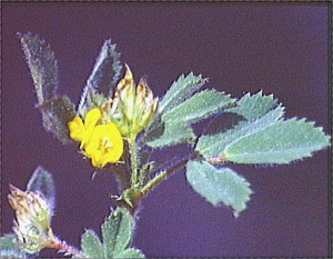 Medicago truncatula