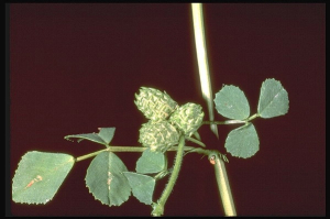 Medicago truncatula