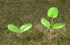 Melilotus segetalis