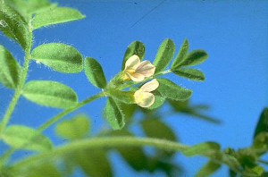 Ornithopus perpusillus