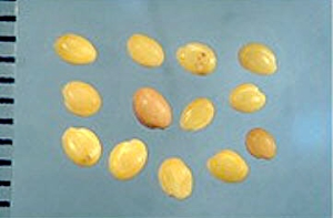 Trifolium cherleri