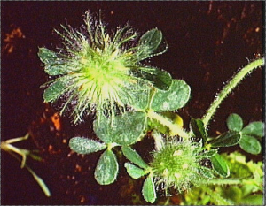 Trifolium cherleri