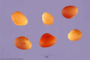 Trifolium lappaceum