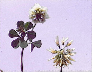 Trifolium nigrescens