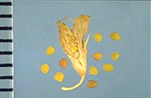 Trifolium nigrescens