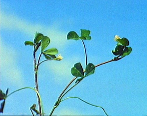 Trifolium_subterraneum3