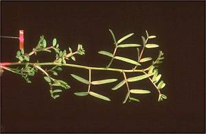 Vicia benghalensis