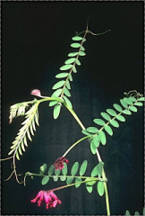 Vicia benghalensis
