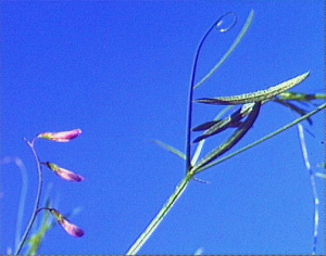 Vicia parviflora