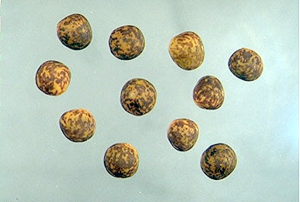 Vicia pubescens
