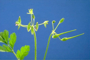 Erodium moschatum