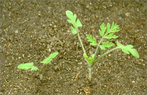 Erodium moschatum