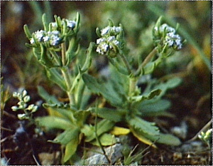 Valerianella coronata