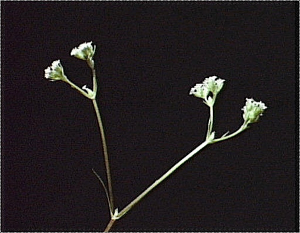 Valerianella dentata