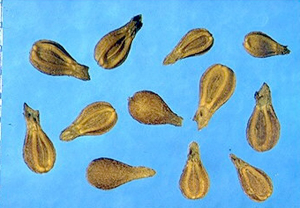 Valerianella dentata