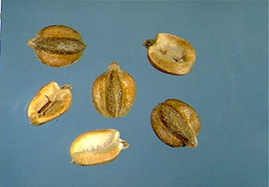 Valerianella rimosa