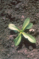Valerianella rimosa