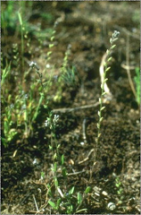 Myosotis stricta