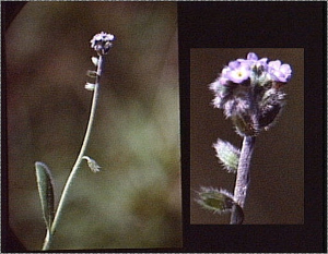 Myosotis ramosissima