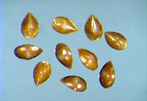 Myosotis ramosissima