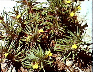 Ajuga chamaepitys