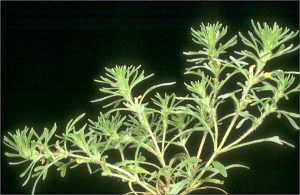 Ajuga chamaepitys