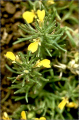 Ajuga chamaepitys