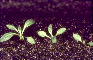 Ajuga chamaepitys