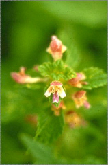 Galeopsis bifida