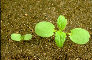 Galeopsis bifida