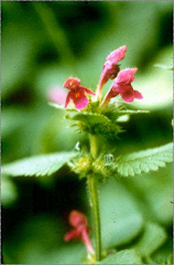 Galeopsis pubescens