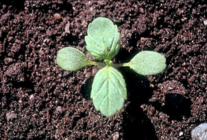Galeopsis pubescens