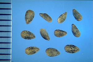 Galeopsis segetum