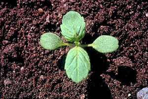 Galeopsis segetum