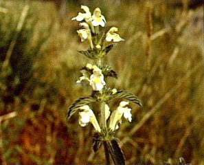 Galeopsis segetum