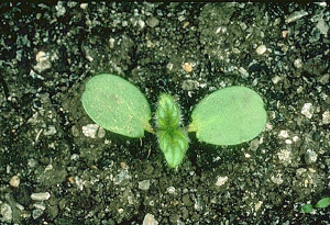 Galeopsis speciosa