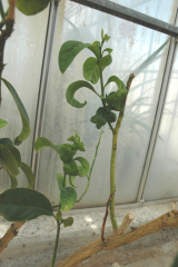 Exocortis04