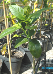 Exocortis05