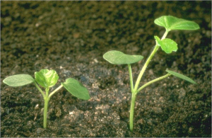 Hibiscus trionum