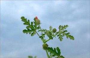 Hibiscus trionum