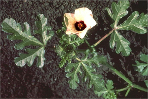 Hibiscus trionum