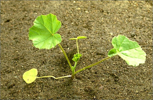 Lavatera cretica