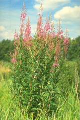 Epilobium angustifolium