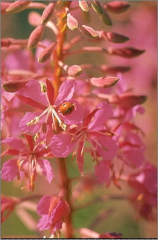 Epilobium angustifolium