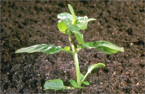 Epilobium montanum